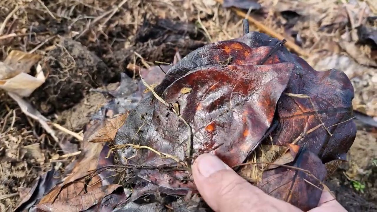 Sadeći ovako krompir udvostručujemo rod i vrlo rano vadimo mladi krompir