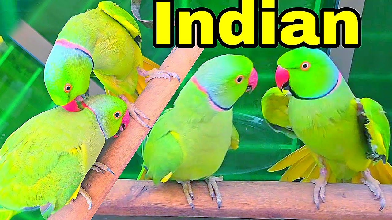 Funniest Crazy🥀Indian Parrots Max And Other Birds🥀🎀