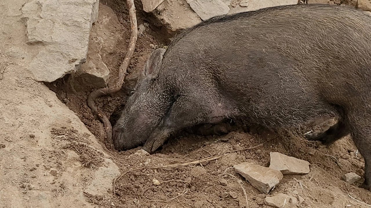 Wild Boar Digging a Burrow