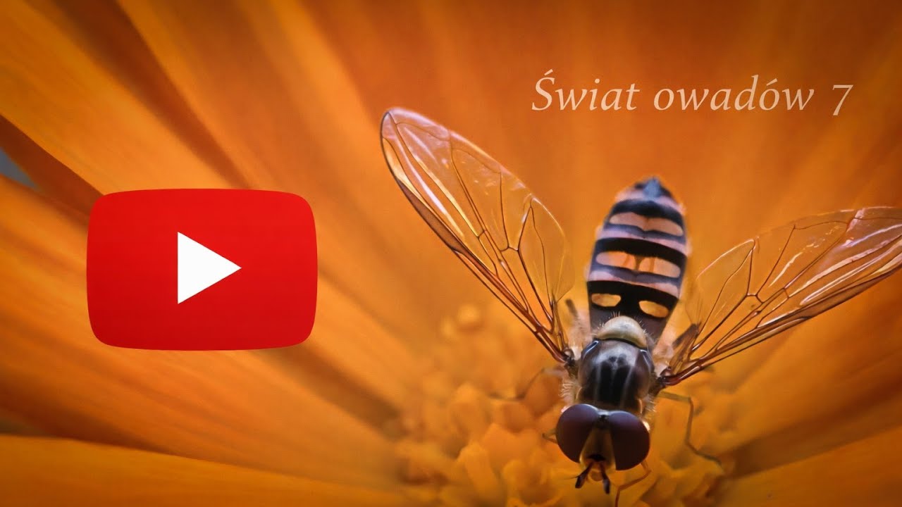 Świat owadów 7 / The world of insects 7