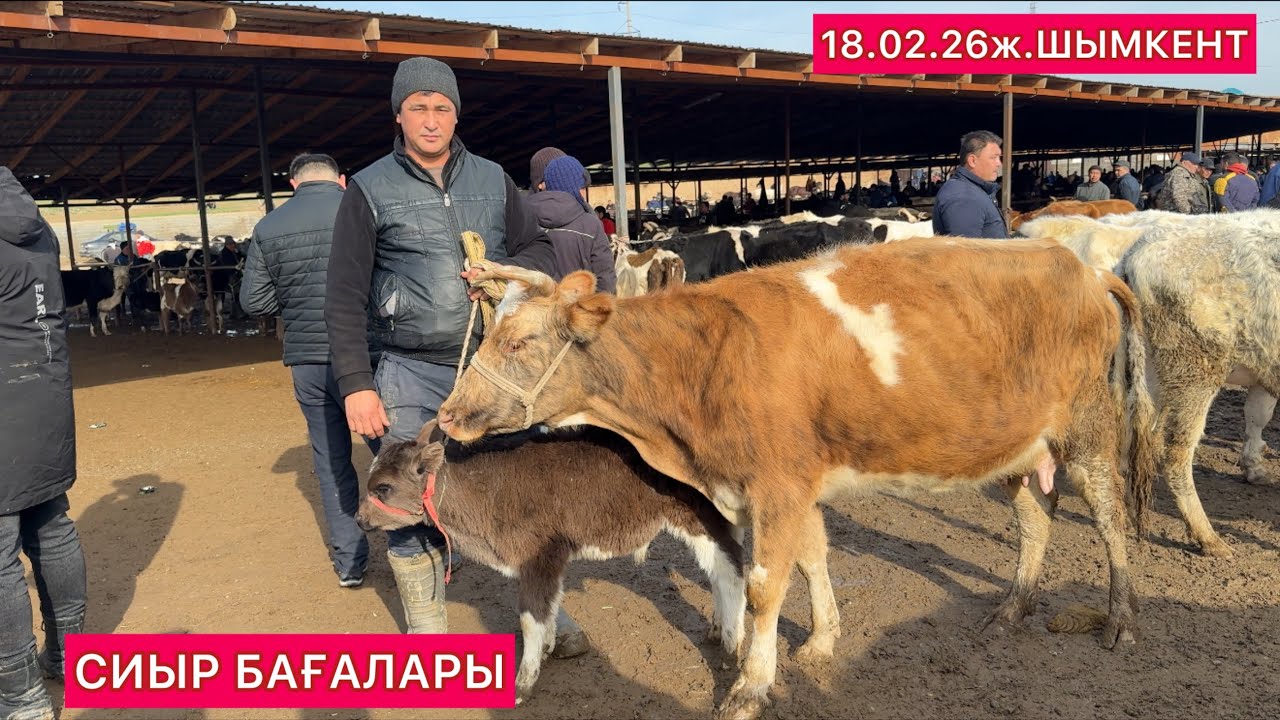 Сиыр бағасы.Шымкент 18.02.26ж