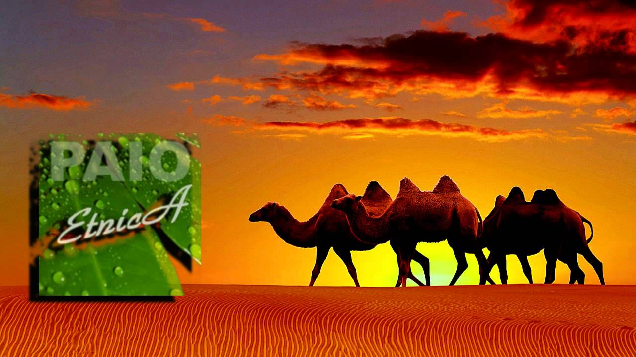 Paio - Arabica