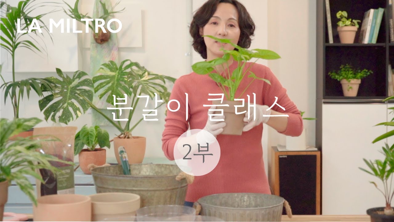 분갈이 클래스 2부 - 누구나 쉽게 분갈이 기본을 배울 수 있어요