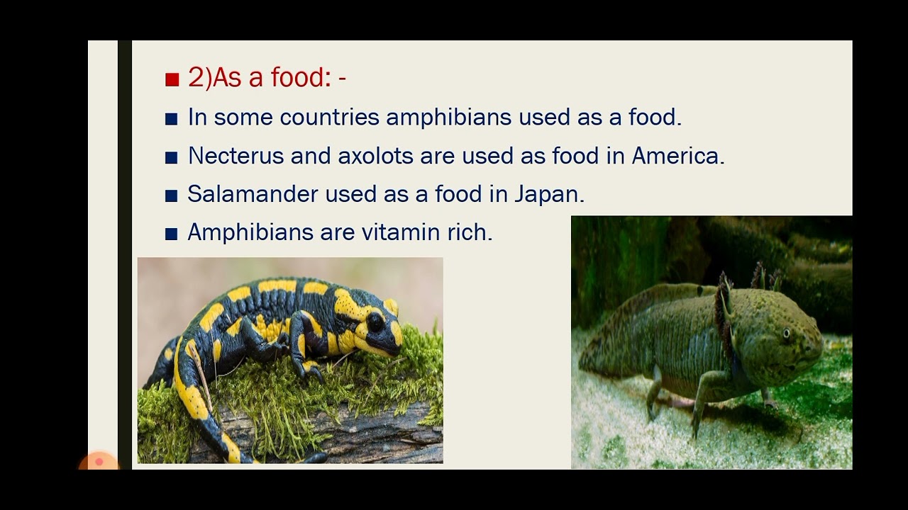 Economic importance of Amphibians (Economic Zoology) By-Gaikawad Poonam
