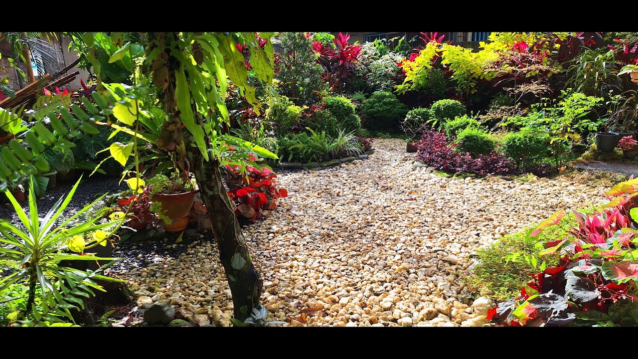 MY FEBRUARY GARDEN IT'S MORE COLORFUL  AND BEAUTIFUL