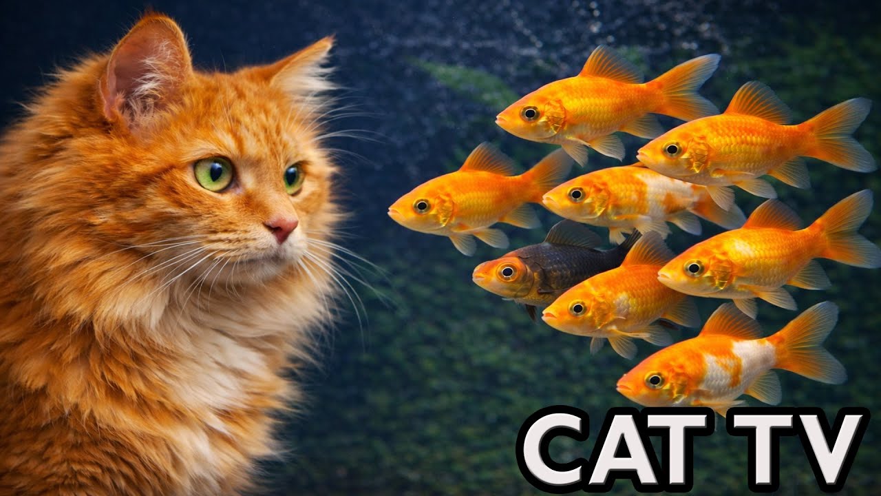 🔴 LIVE Cat TV Fish Tank | Fish for Cats to Watch (4K HDR, No Music) Aquarium for Cats