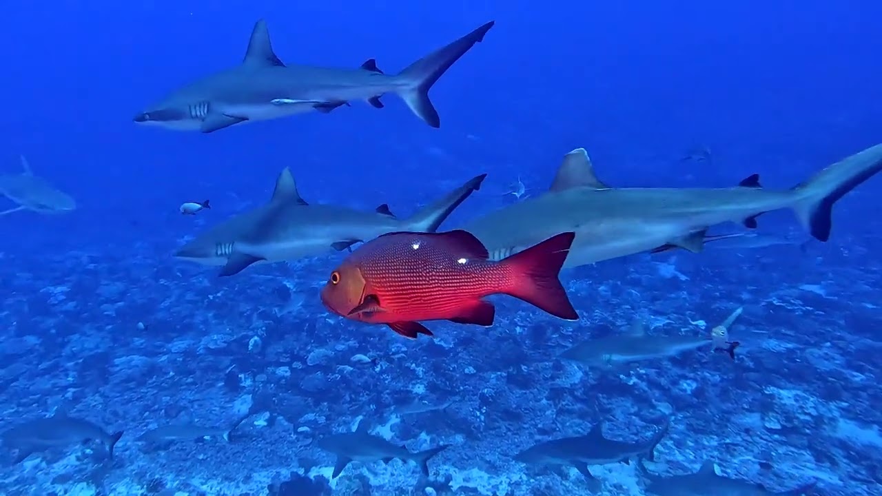 Fakarava - Quantum Dive & wall of sharks