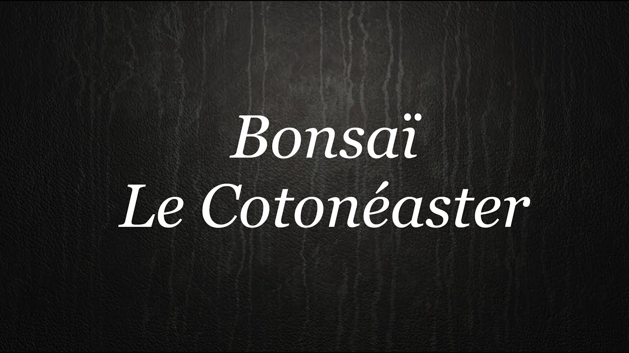 🌳 Bonsaï Le Cotonéaster Rampant 🌳 Bonsaï Normandie