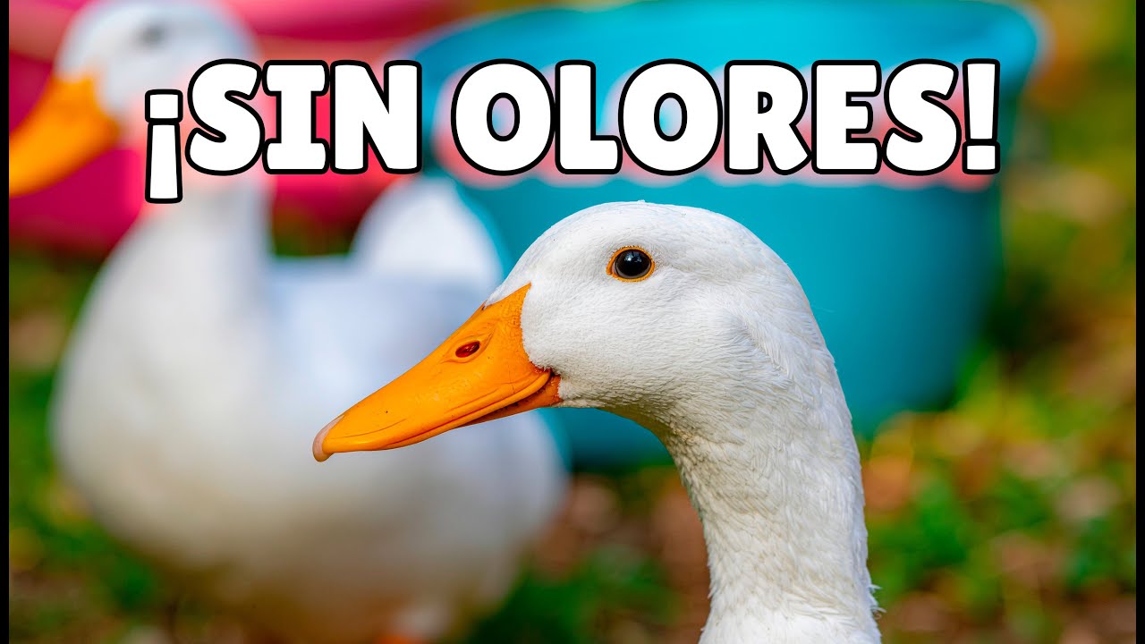 Así mantengo limpia el área de mi pato… ¡Sin estrés y sin malos olores!