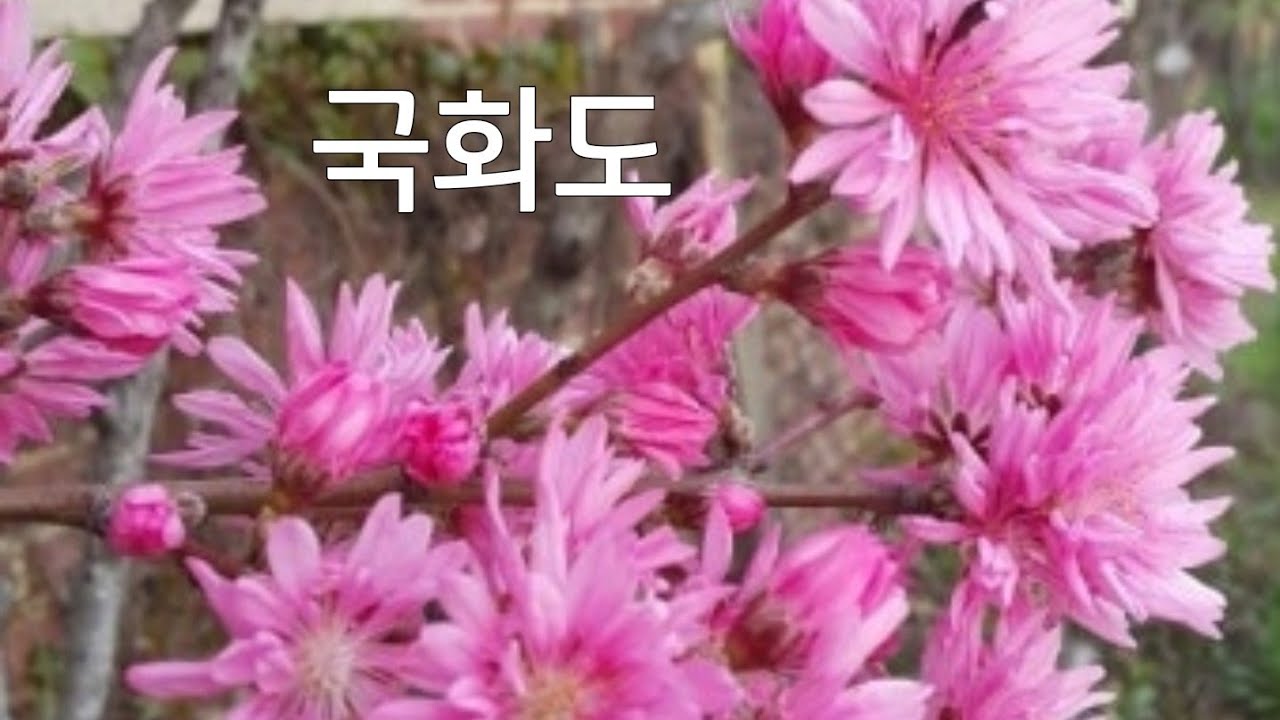 #돈키호테야생화 #바비아나보라#칼잎금매화
