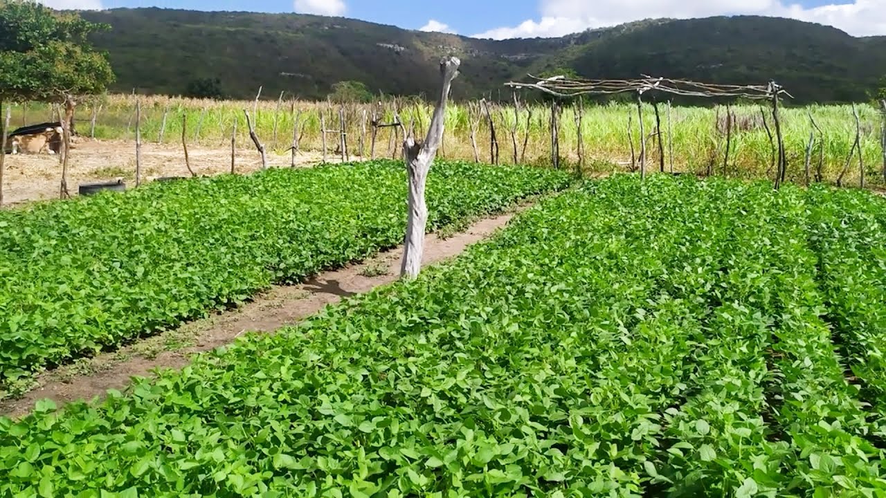 Soja no Ceará pode dar certo? Produtor e especialista comentam sobre o plantio