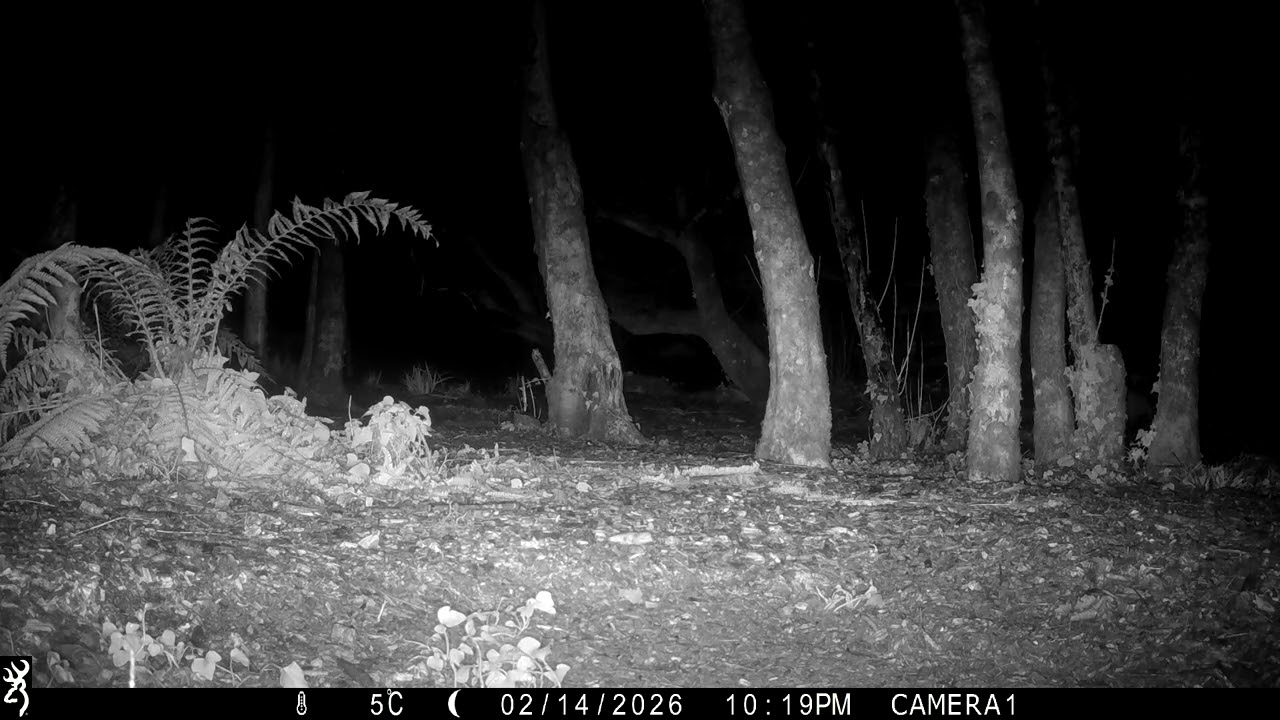IMG 0076 2 Two J's Field Wildlife Camera Shots Set In Magical Cornwall.
