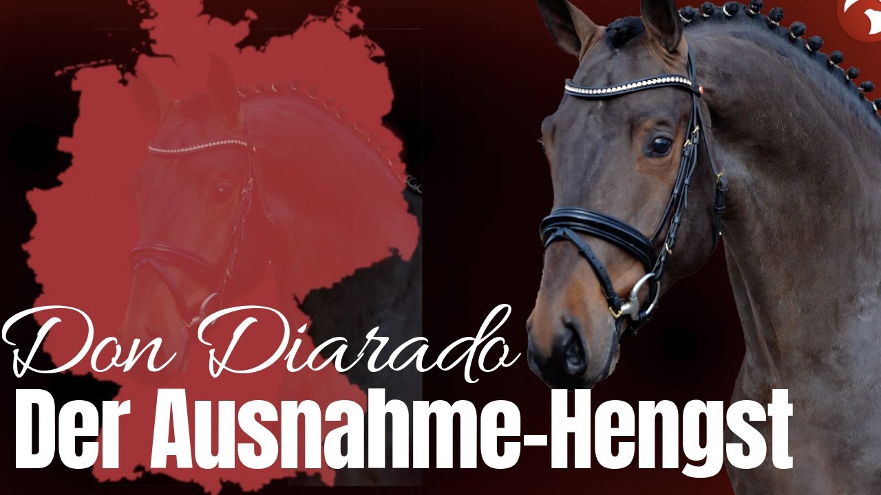 Don Diarado ✨ | Der Werdegang eines Ausnahme-Hengstes  | Maurice Tebbel
