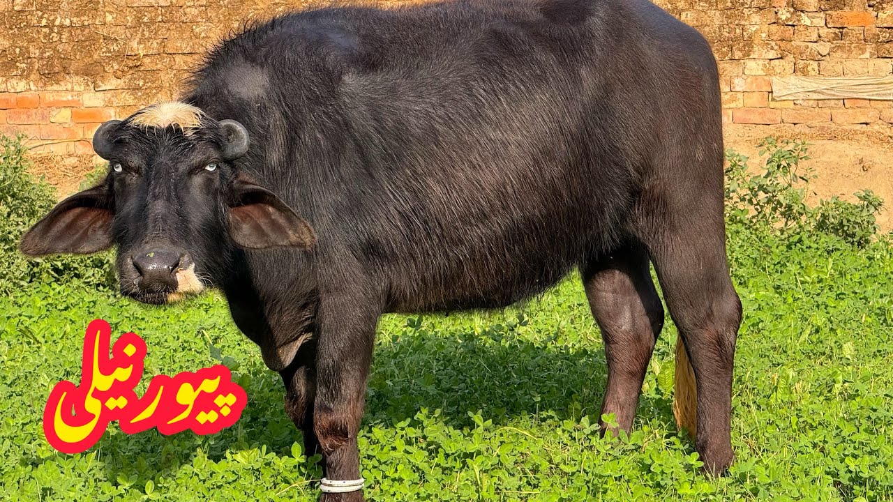 پیورنیلی کی چوگی جھو ٹی فارسیل pure Nili high milking buffalo for sale in Punjab Pakistan on YouTub￼