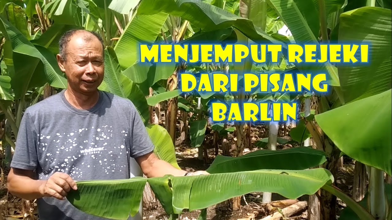 Menjemput Rejeki dari Pisang Barlin | Ep 10 Petani pisang