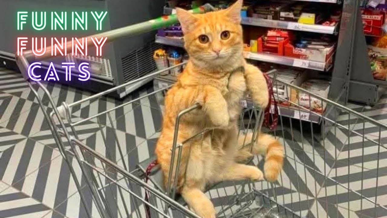 Funny and Cute Cats You Can’t Stop Watching 🐾  Must-See Compilation 😂 Internet’s Favorite Cat Moment