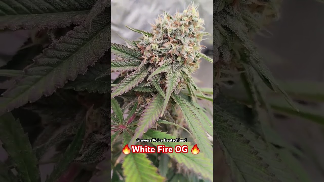 🔥White Fire OG 🔥 7.Bl&uuml;tewoche #growerscommunity #GrowAndShow #WeedAndChill #growerslove