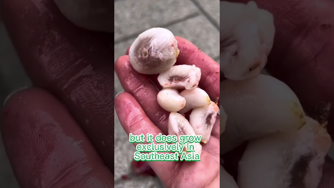 Как вырастить мангостин — королеву фруктов — Эпизод 2🌱 #howtowithjessie