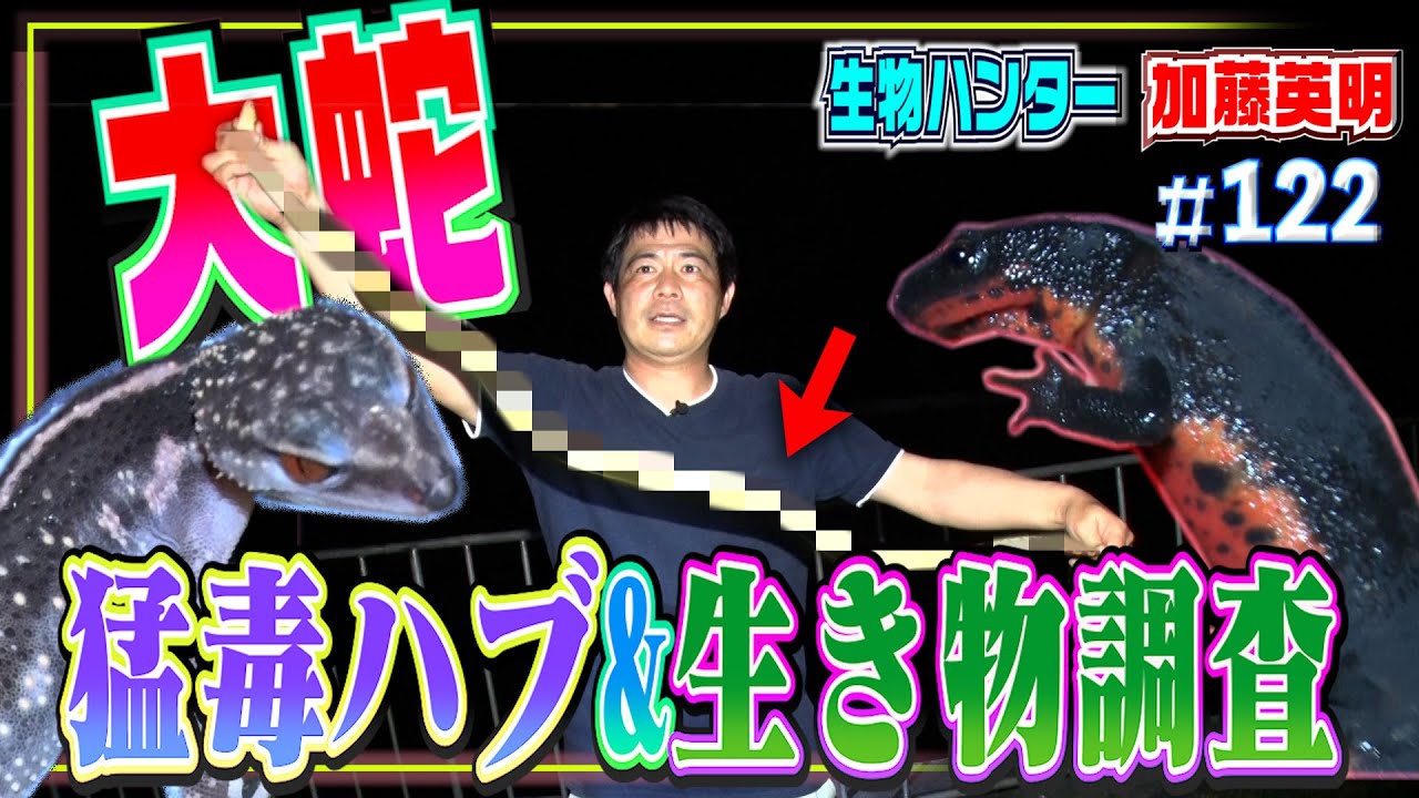 猛毒ハブ探してたら大蛇が出た。沖縄で厄介者、継続捕獲調査中≫生物ハンター加藤英明vsヘビ・Japan wild hunter vs Snake/Reptile.