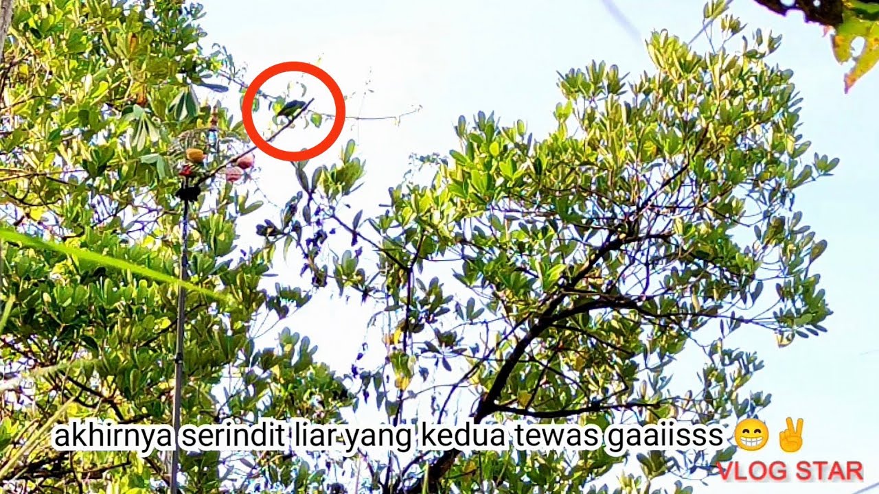 Menggamit Kenangan Silam Si Damit Beraksi Gaaiisss 🔥🔥🦜🦜