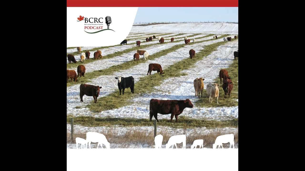 Episode 94: Adaptive Winter Grazing Strategies