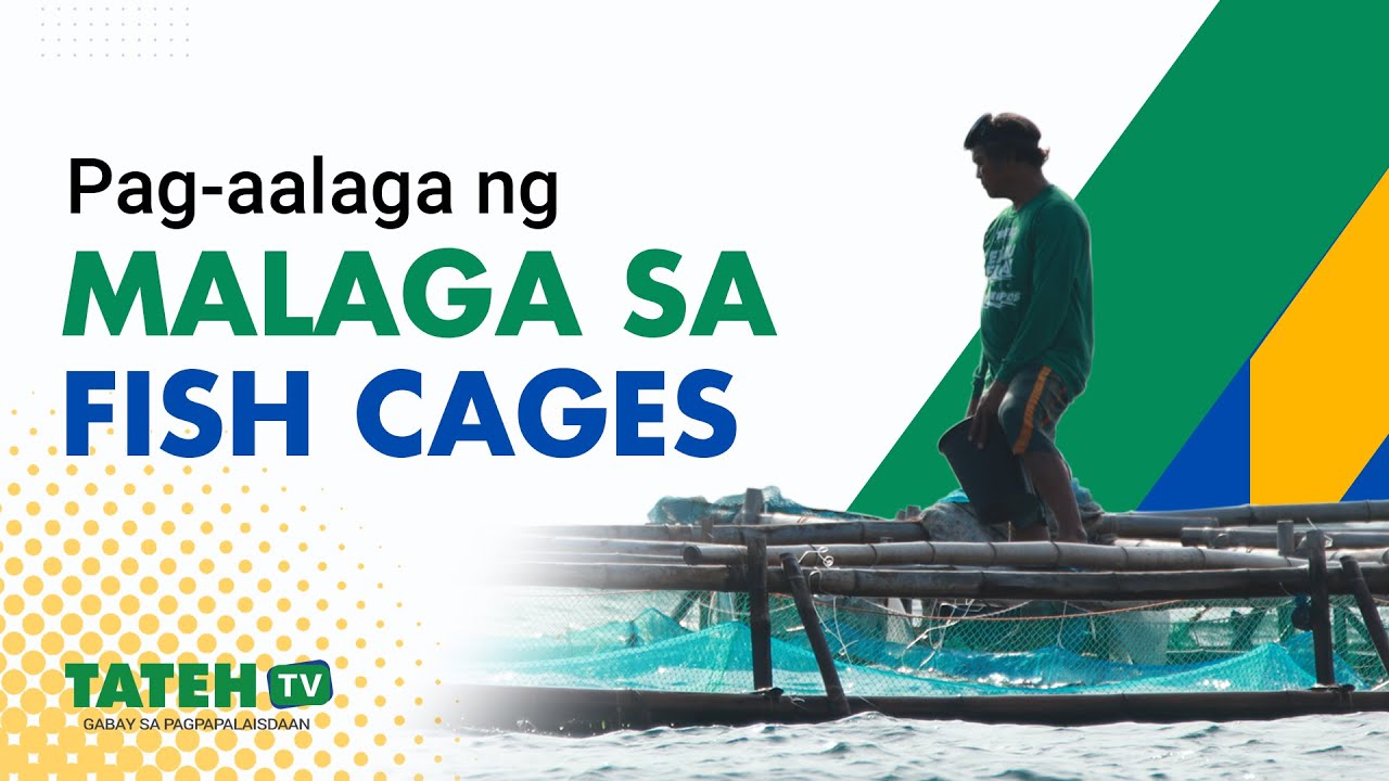 Pag-aalaga ng Malaga sa fish cages | TatehTV Episode 138