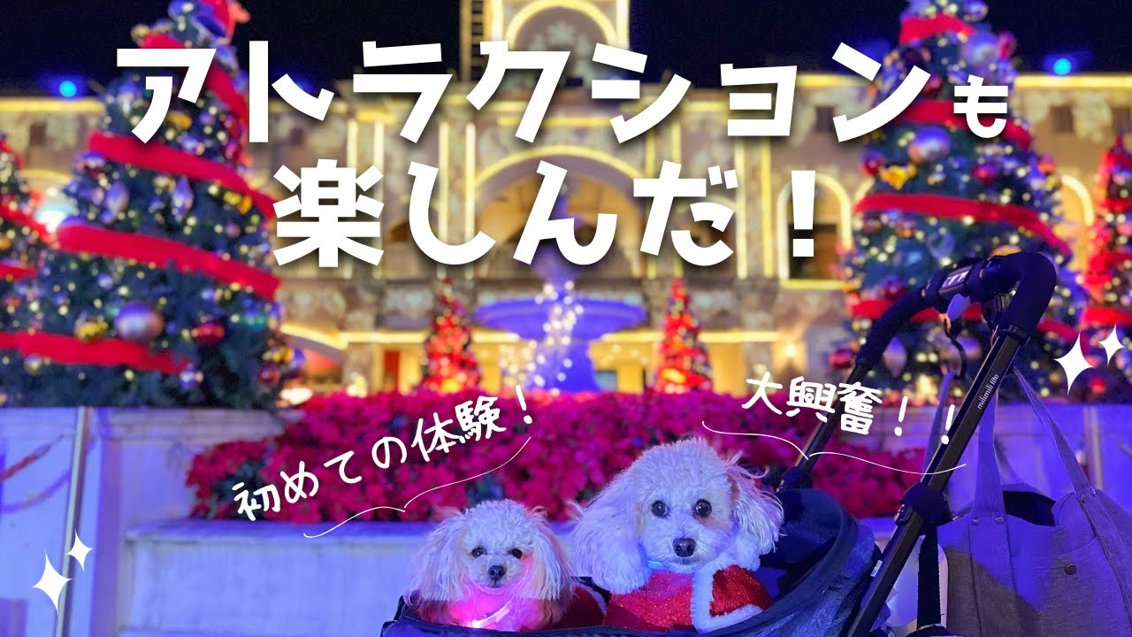 【愛犬と遊園地】イルミネーションに夢中な兄犬が子供みたいで可愛かった🐶🤍@ラグーナテンボス【トイプードル】