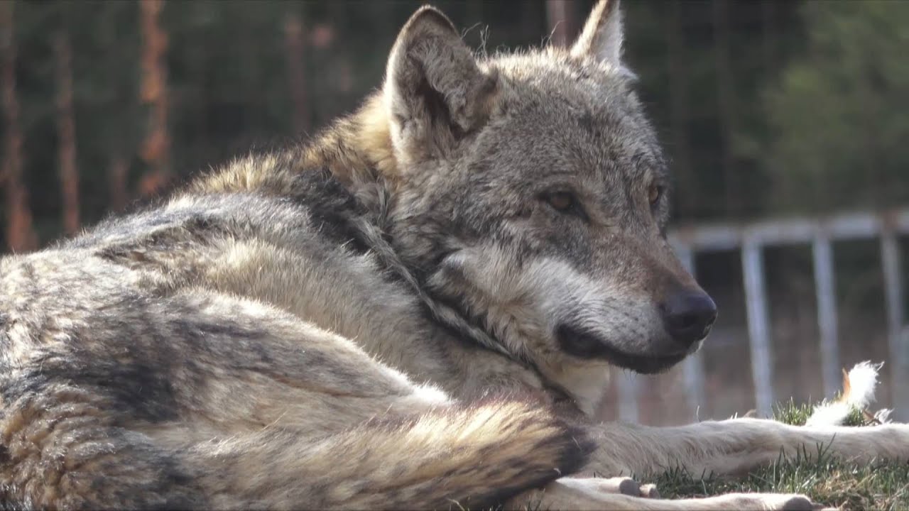Online wolf petting helps protect wolves in China's Xinjiang
