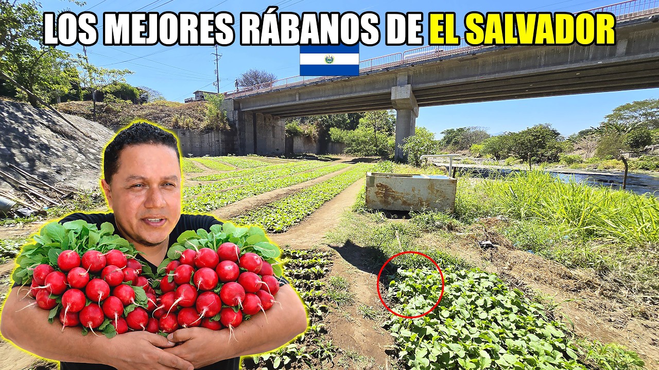 LOS MEJORES RÁBANOS DE EL SALVADOR ESTÁN EN CHALATENANGO😱