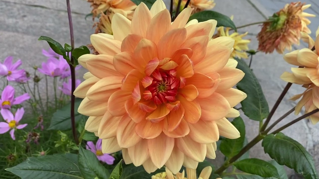 The Flowers of Oslo
