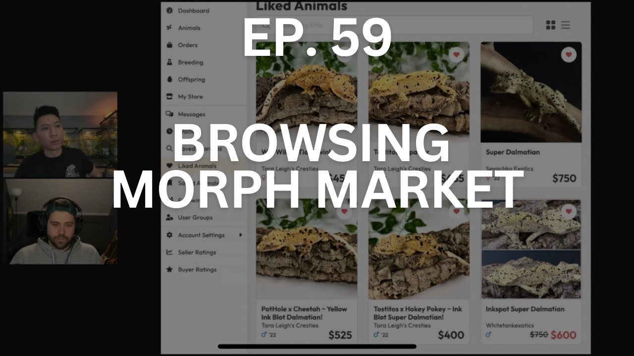 Browsing Morph Market | Ep. 59 of The Gecko Pod