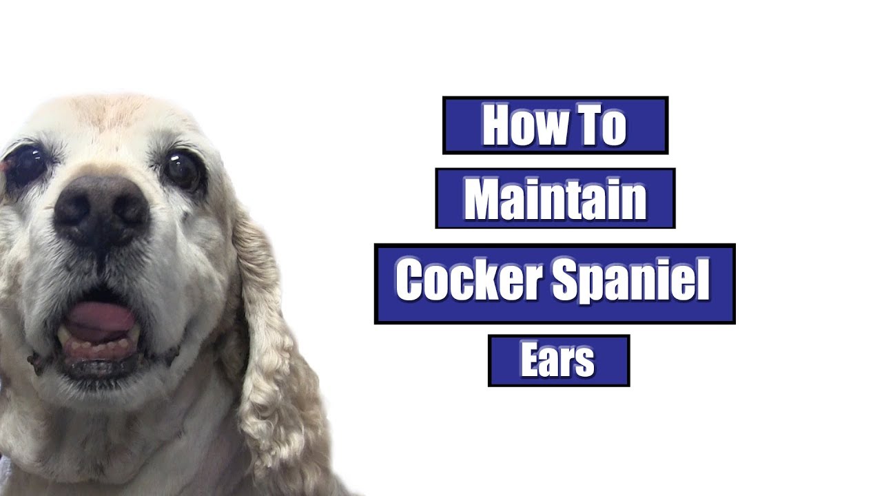 How To Maintain Cocker Spaniel Ears