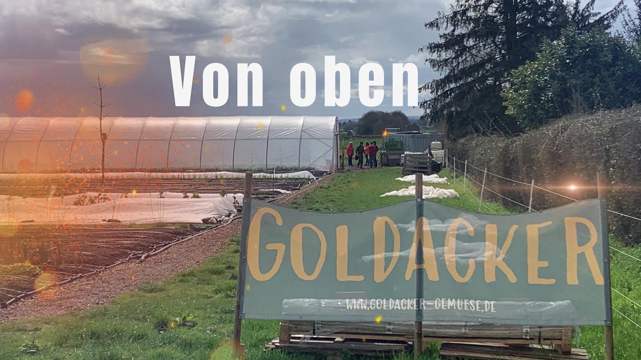 Der Goldacker von oben