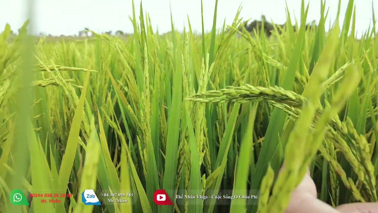 Мир людей || Гарантирует ли суперлев из Вьетнама обильный урожай на новой ферме?