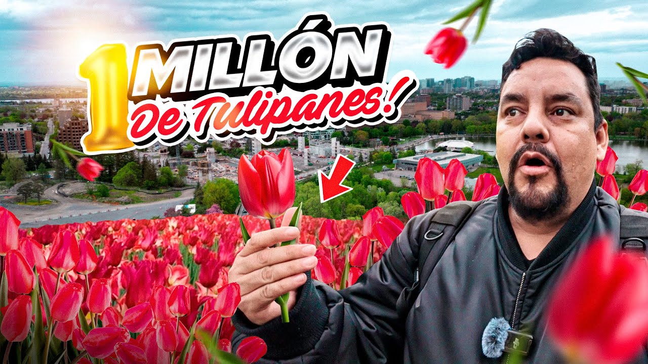 El Festival mas COLORIDO de CANADA. El Festival de los TULIPANES en OTTAWA 🌷