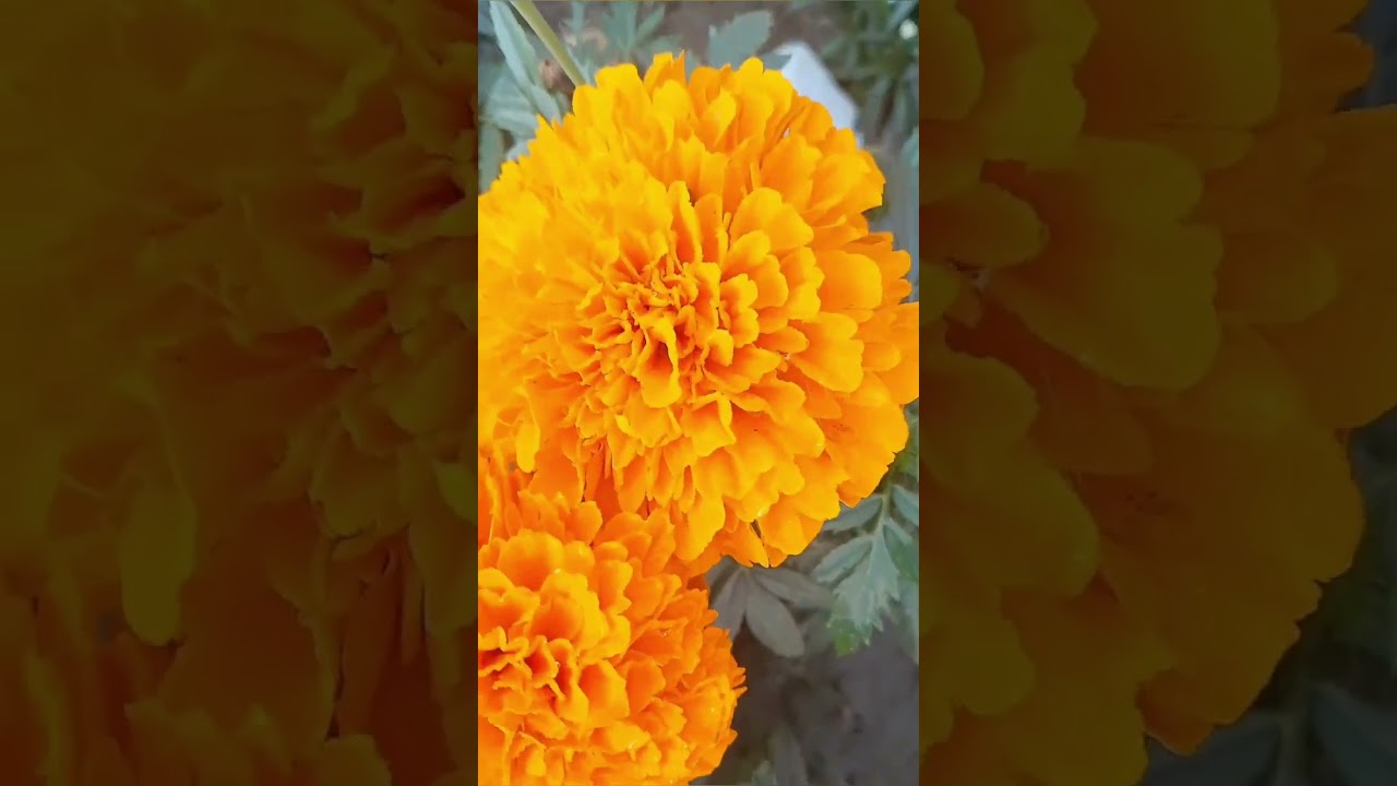 ভালো বাসা দিবস  সবাই কে জানাই আন্তরিক  ভালো বাসা 