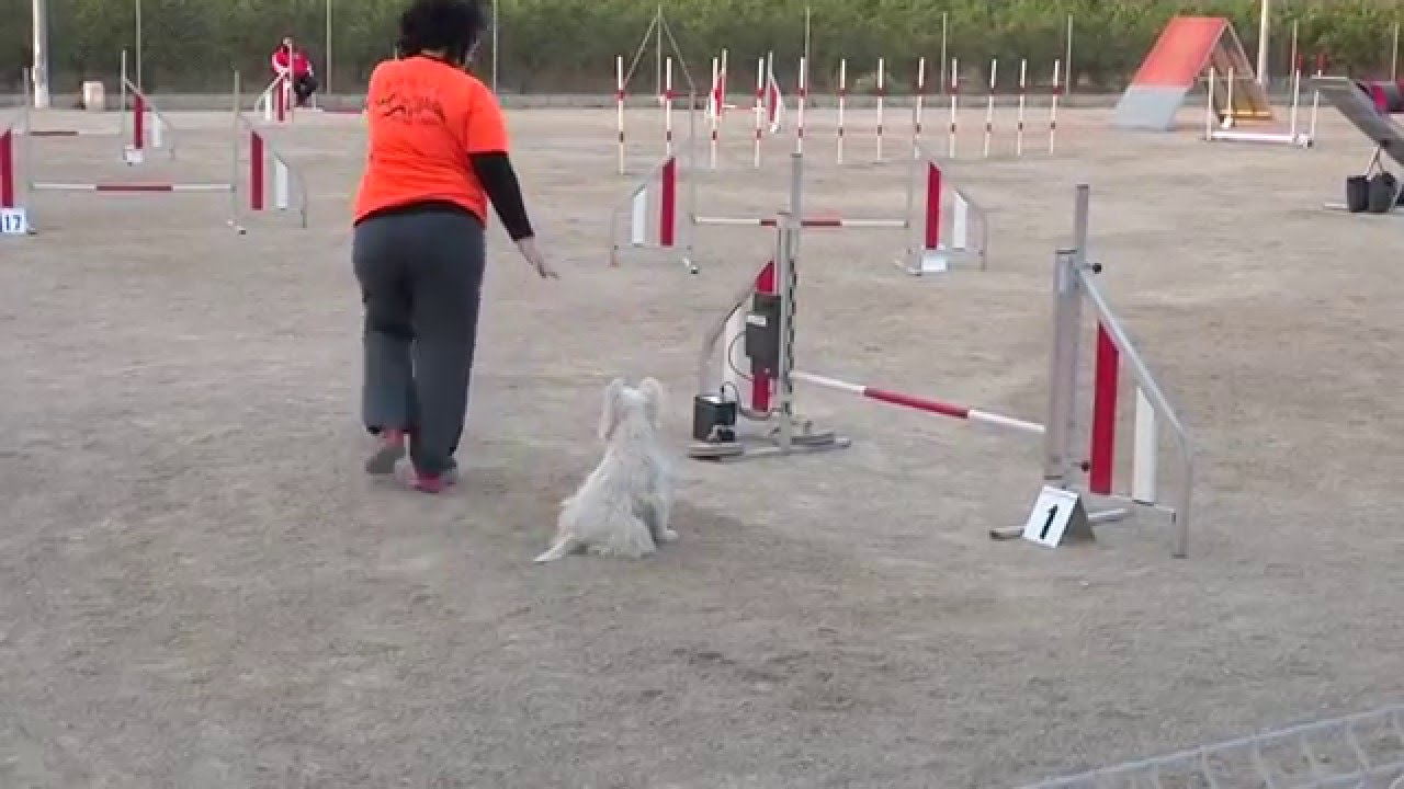 AGILITY Amelie (westy) Enero 2016