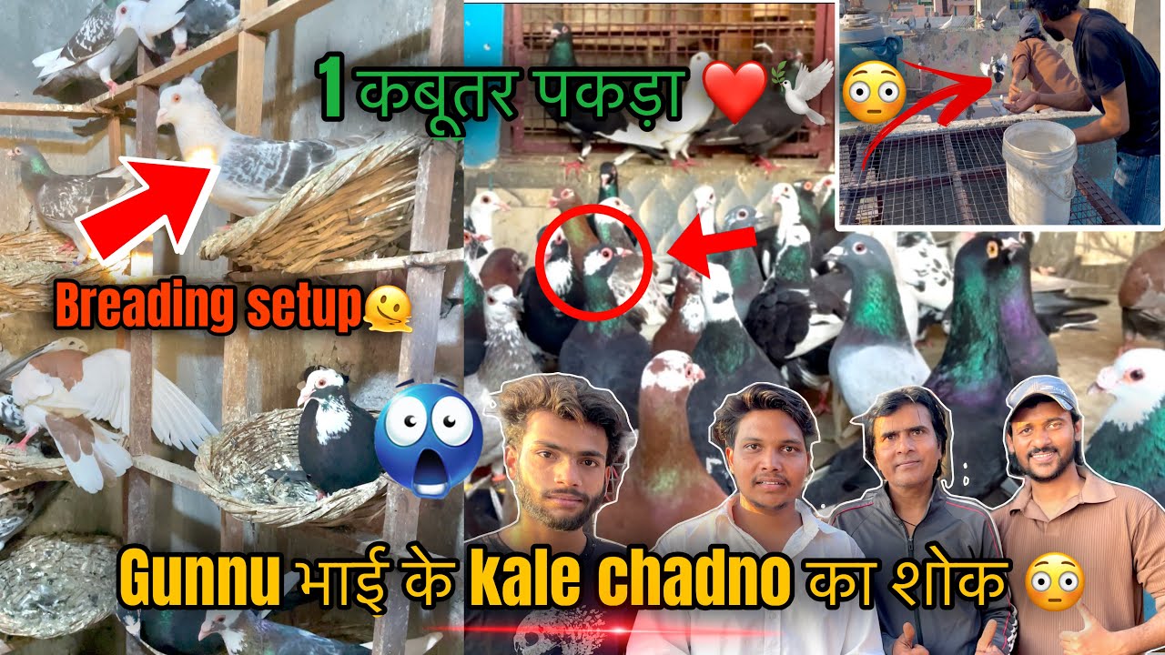 1 कबूतर पकड़ा 🕊️❤️😳gunnu भाई के Kale chadne का शोक ❤️🕊️ #neerajpigeon #pigeon #viralvideo #vlog 