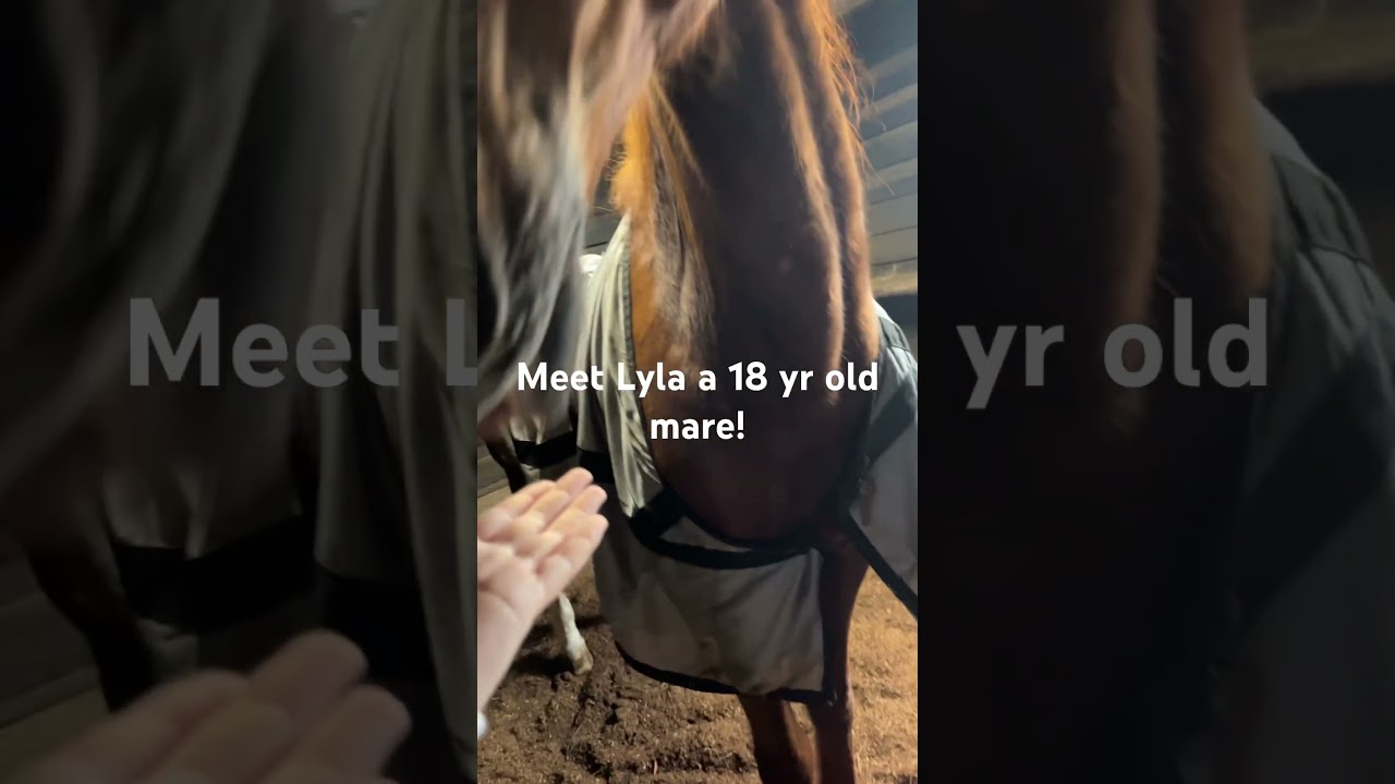 New horse Alert!