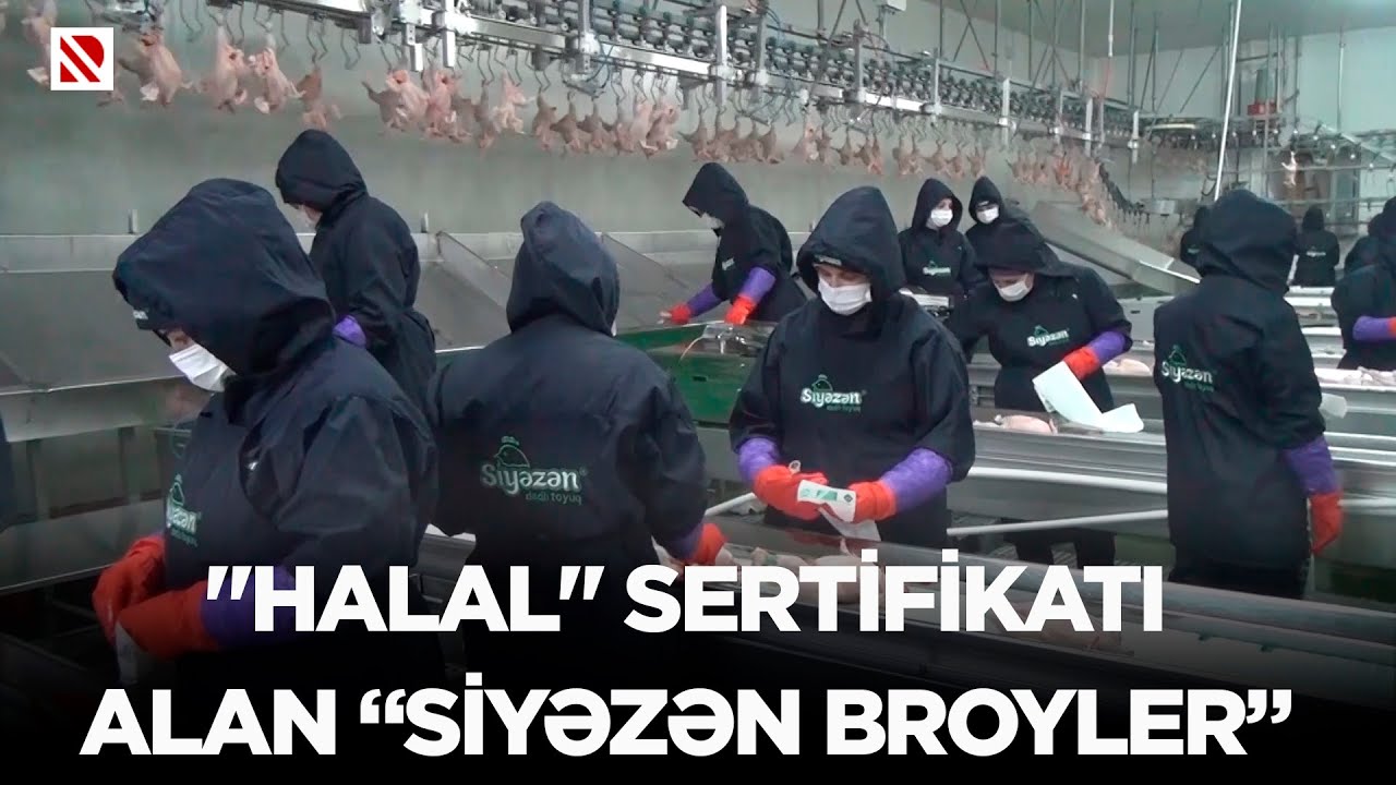 “Halal” sertifikatı alan “Siyəzən broyler” - Jurnalistlər müəssisənin fəaliyyəti ilə tanış olublar