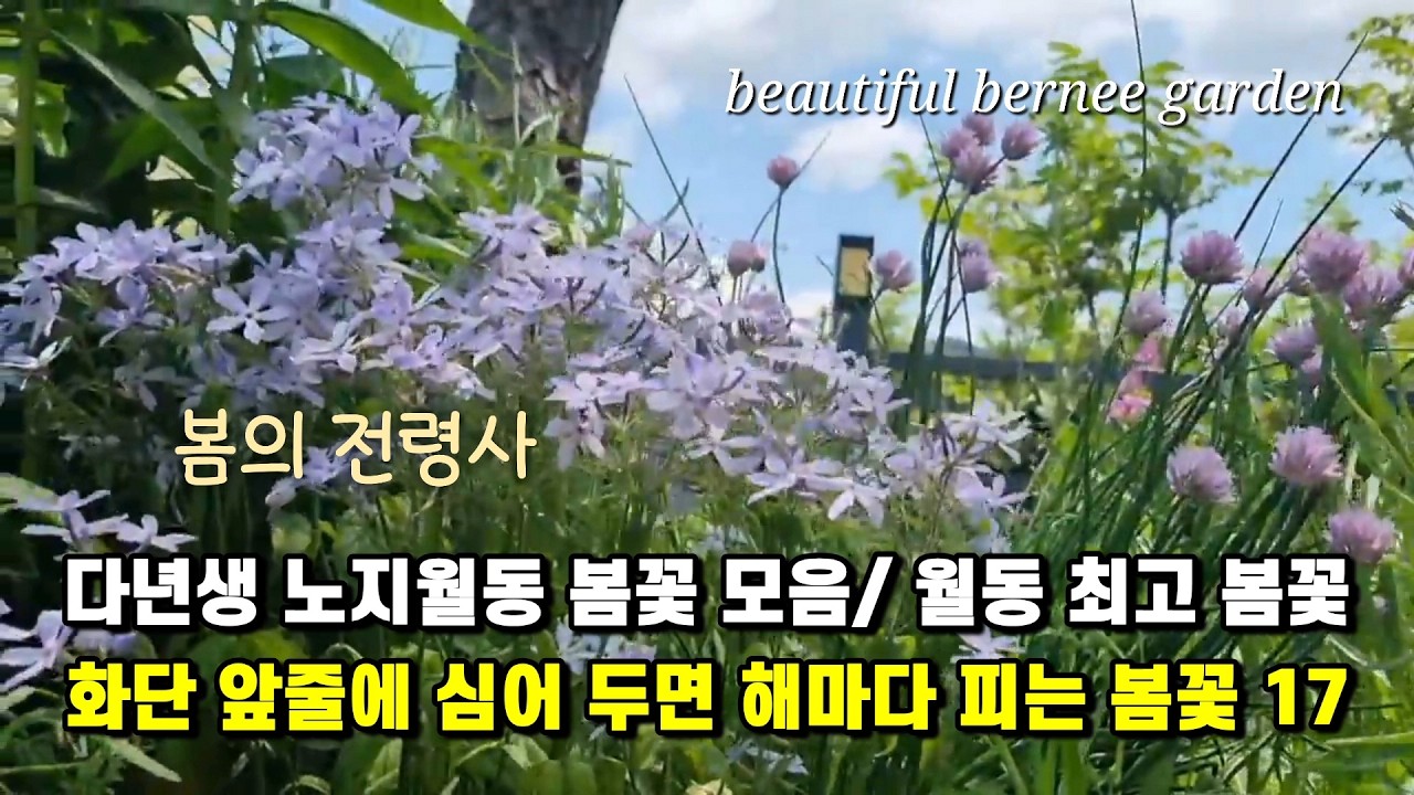봄의 전령사/ 다년생 노지월동 봄꽃 모음/ 화단 앞줄에 심어 두면 해마다 피는 봄꽃 17종