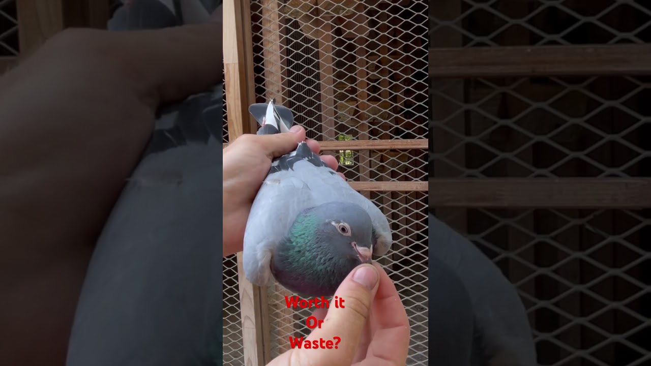 Is this bird worthy of breeding? #pigeon101 #breedingpigeons #racingpigeons #birds
