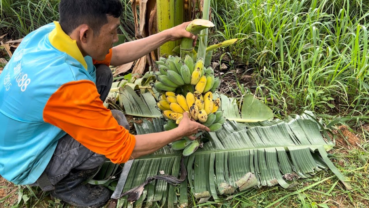 เก็บผลผลิตรอบบ้านผักผลไม้ของกินรอบบ้านเราเยอะมากไม่ต้องซื้อ