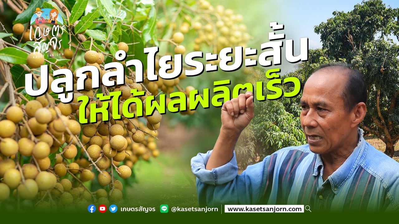 การปลูกลำไยระยะสั้น ให้ได้ผลผลิตเร็ว - เกษตรสัญจร