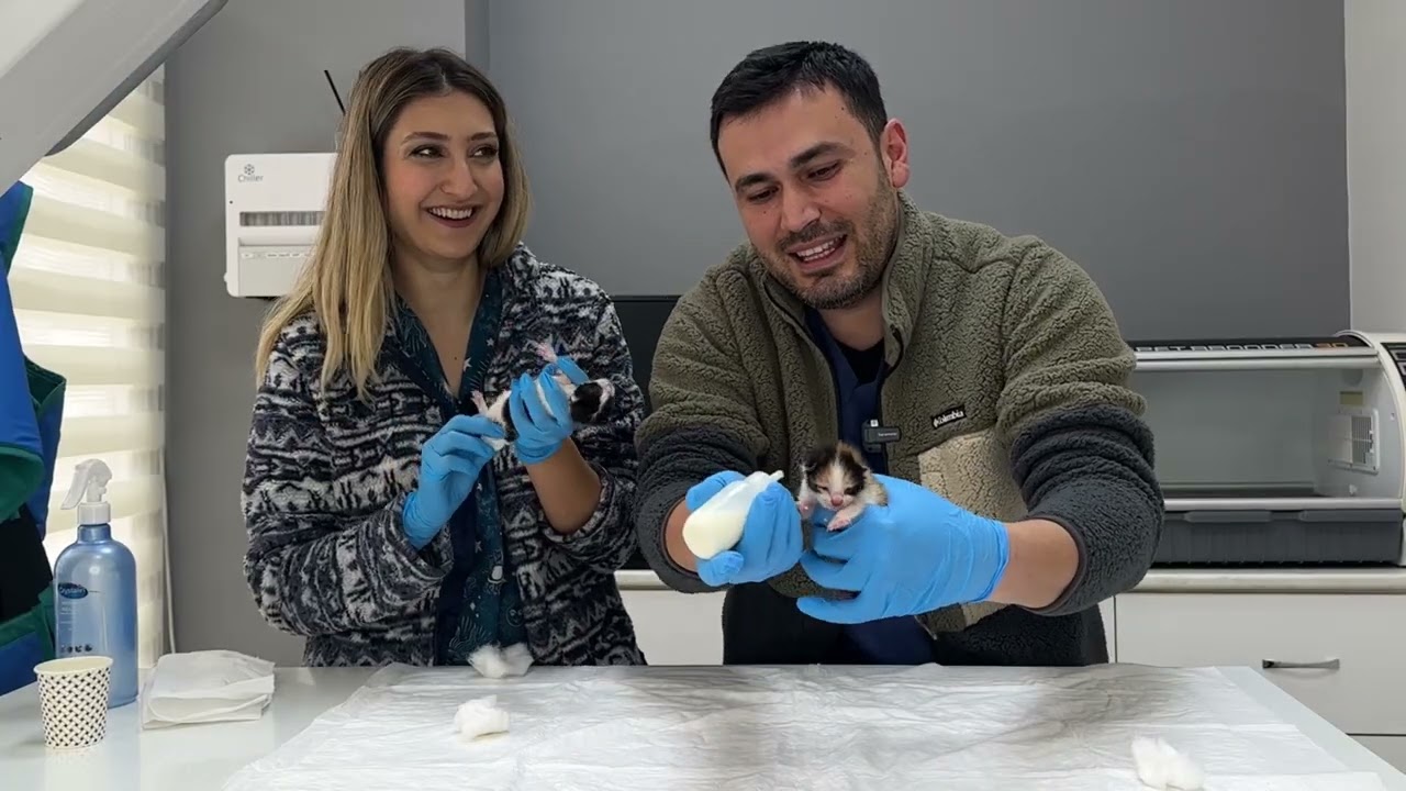 YAVRU KEDİ BAKIMI NASIL YAPILIR. HER ŞEY BU VİDEODA