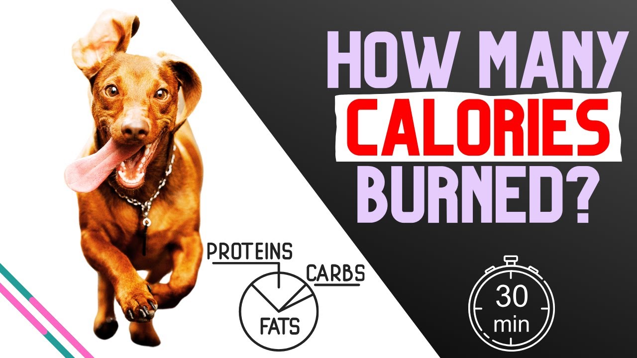 How Many Calories Does Your Dog Burn on a Walk?