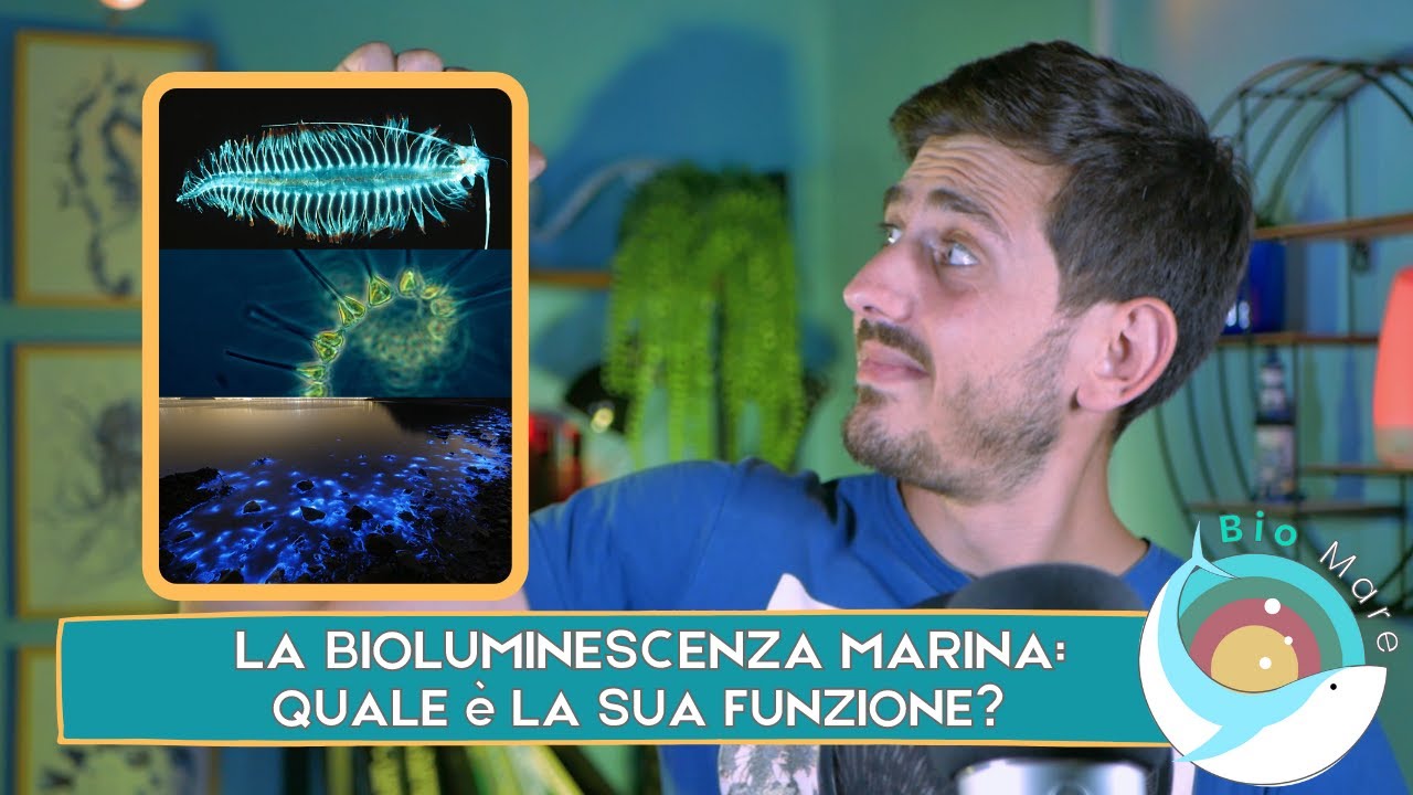 BIOLUMINESCENZA: QUALI ORGANISMI SONO IN GRADO DI EMETTERE LUCE E A COSA SERVE?-BIOMARE #24- SUB H2O