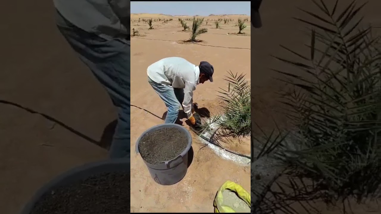 تسميد فسائل النخيل الصغيره وشرح عملي والطرق الفعالة لزيادة الإنتاجية وصحة الأشجار .
