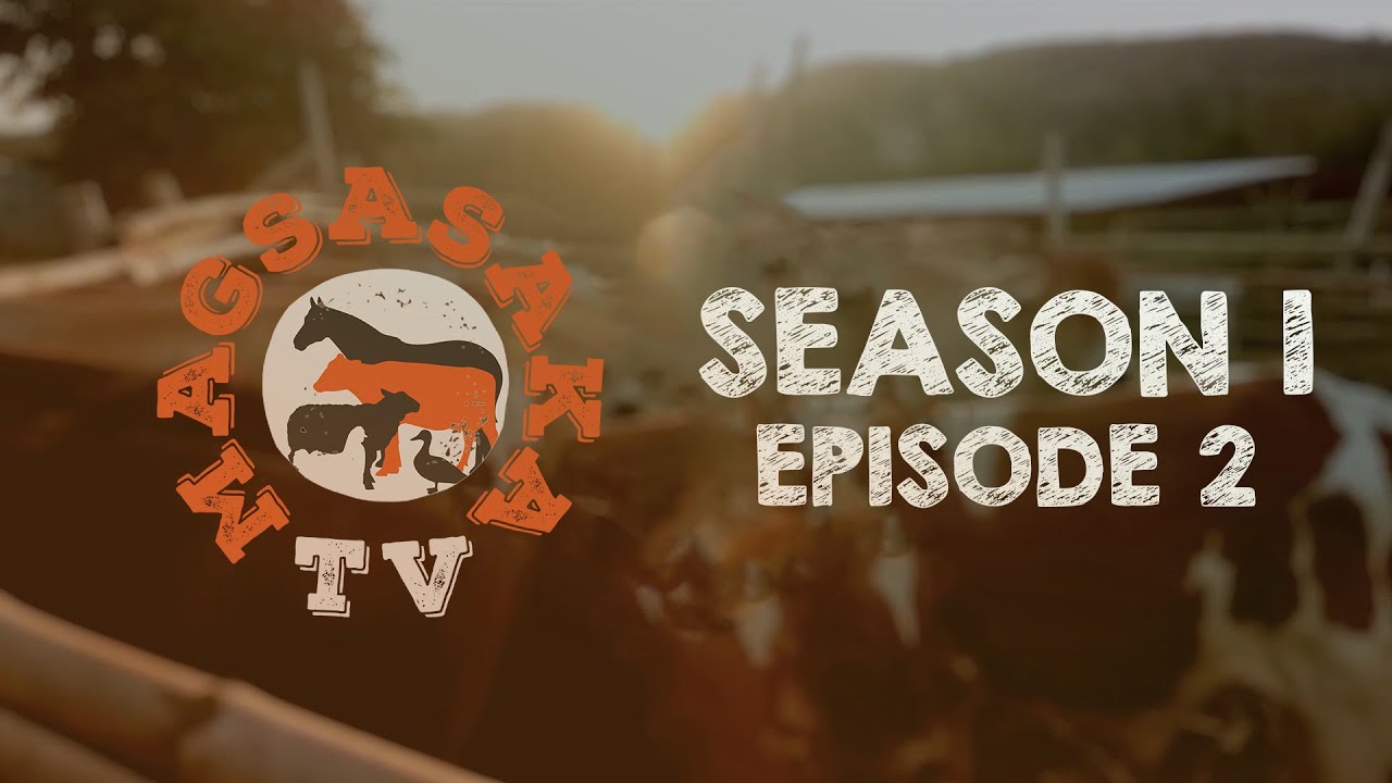 MagsasakaTV: Rula Boer Farm (Episode 2) (10/06/2018)