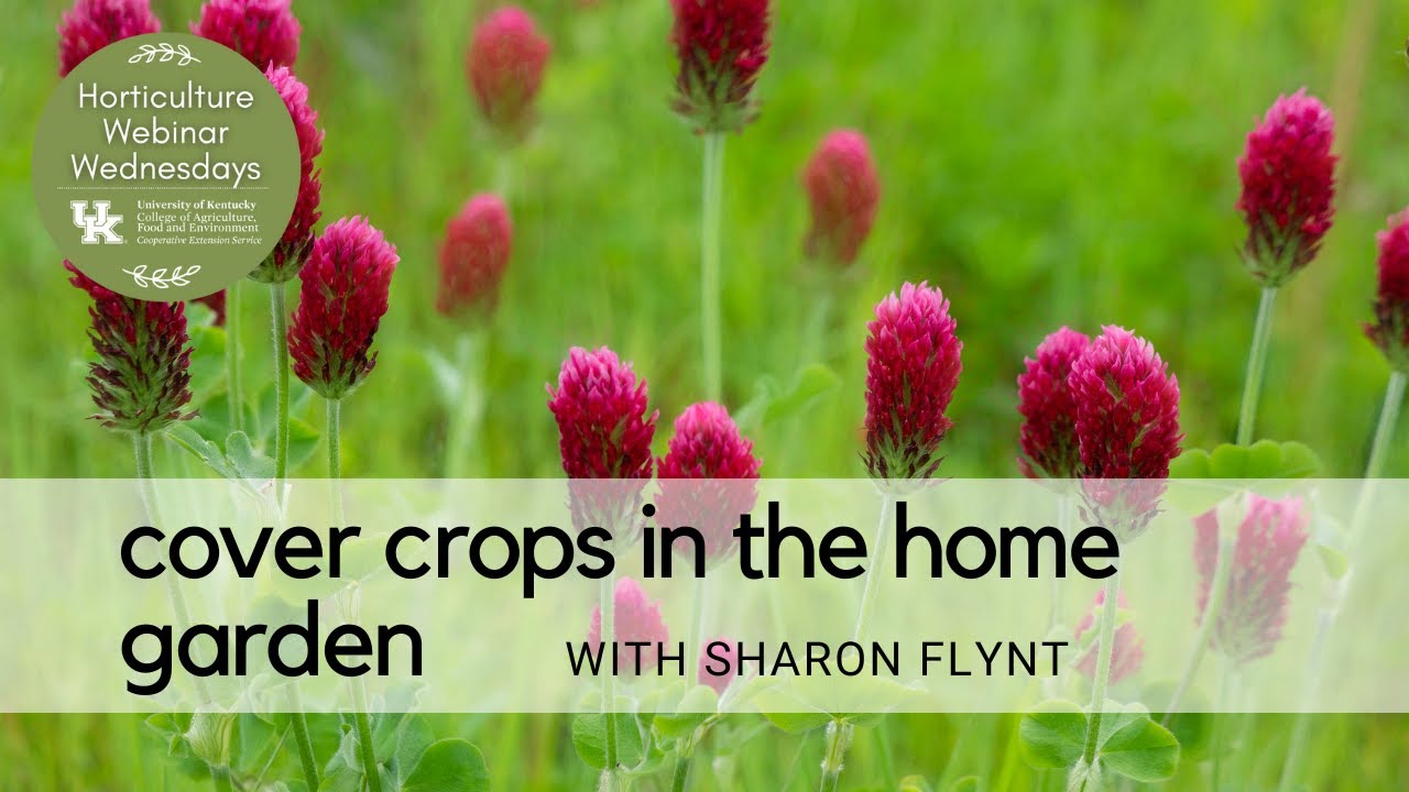 Cover Crops in the Home Garden
